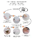 英文-上_08.webp